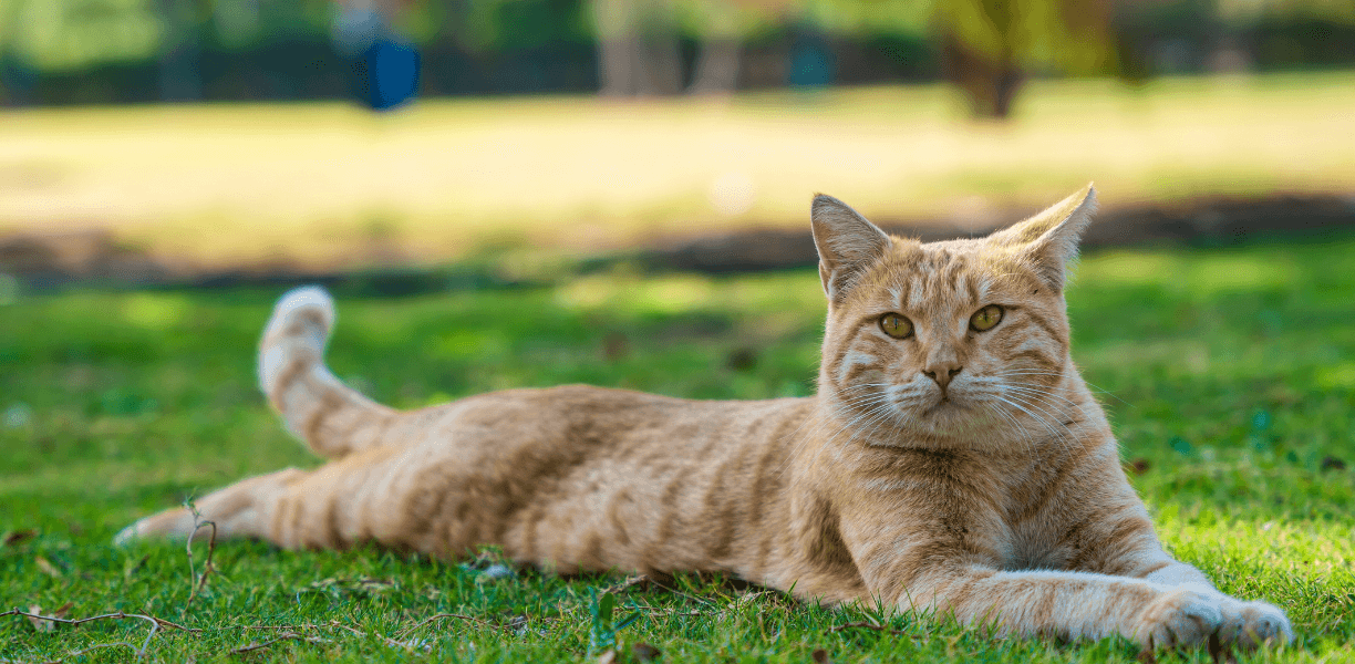 Vet Near Me Gibsonia, PA 15044 All Pet Animal Hospital