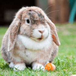 rabbit sitting