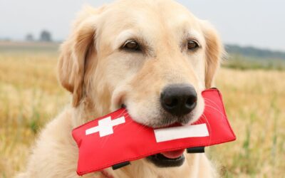 Basic First-Aid Tips for Pets