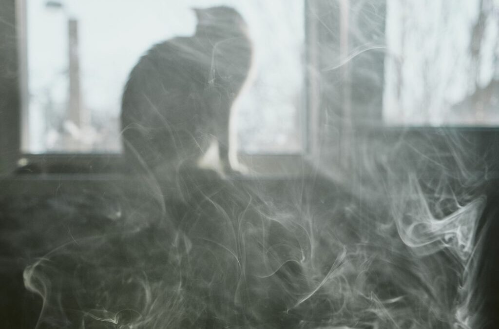smoky cloud and a cat