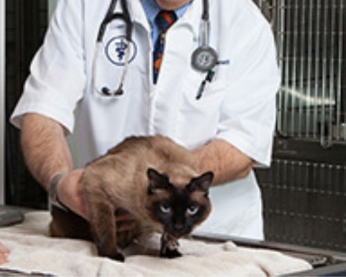 Pet allergy and dermatology care Services Section