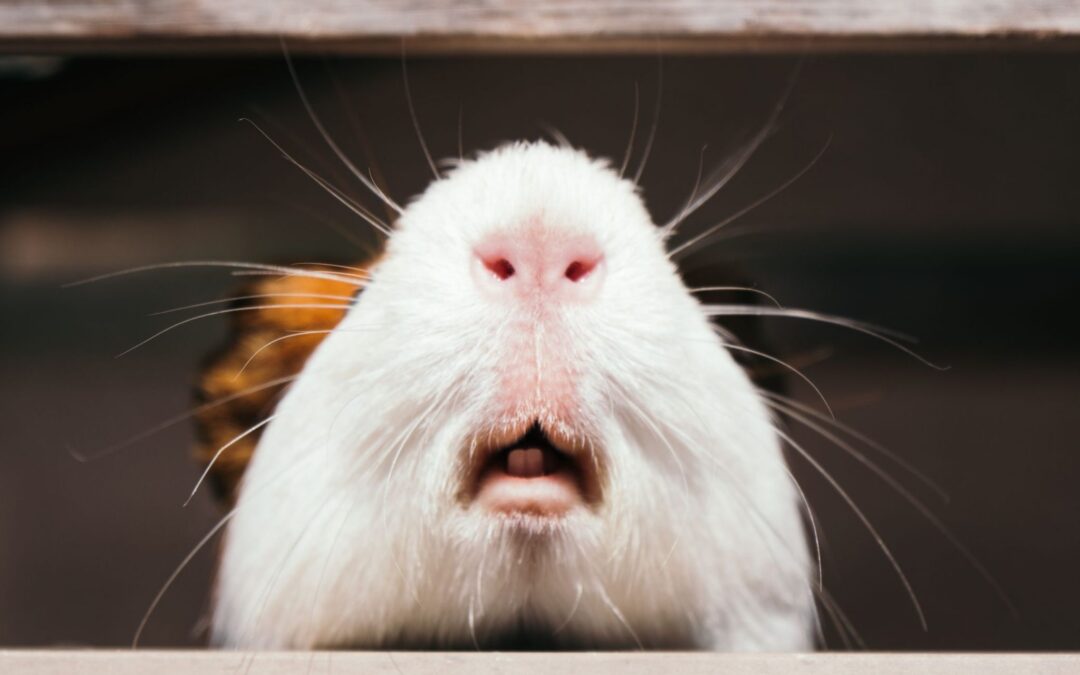 guinea pig nose