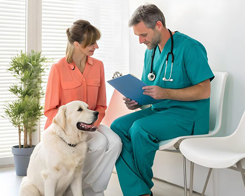 dog with vet